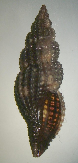 Raphitoma